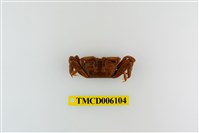 藏品(萬歲大眼蟹)的圖片